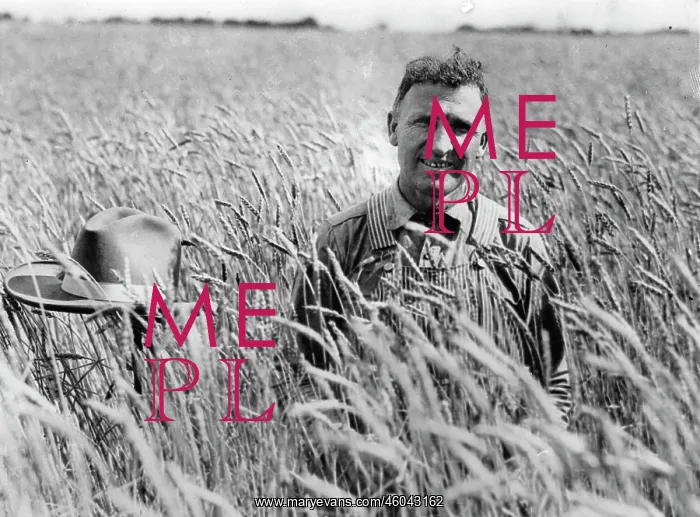 : Farmer in wheatfield : Farmer in wheatfield