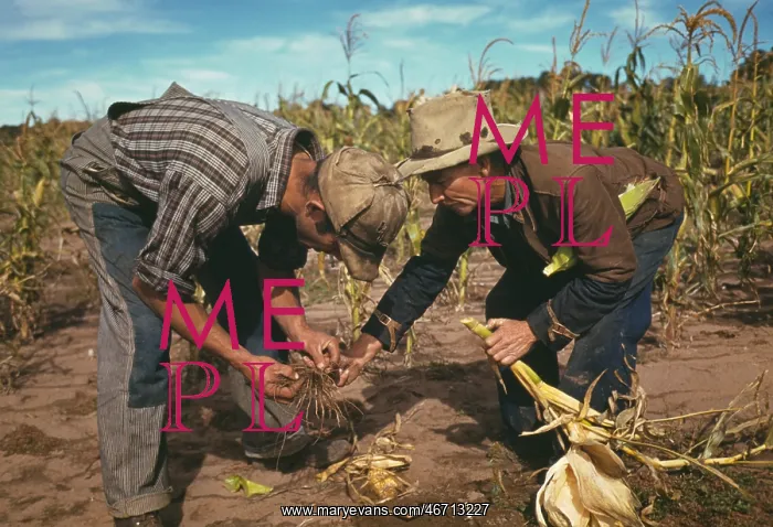 : Farmers - agriculture - harvest - corn : Farmers - agriculture - harvest - corn