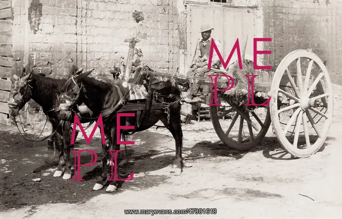: Farmers cart being pulled by a pair of horses : Farmers cart being pulled by a pair of horses