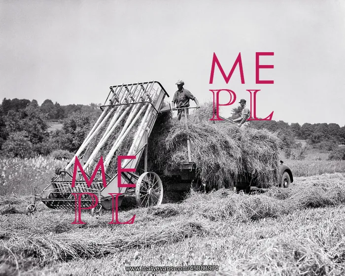 : Farmers Elevating Stacking Loose Fresh Mown Hay : Farmers Elevating Stacking Loose Fresh Mown Hay