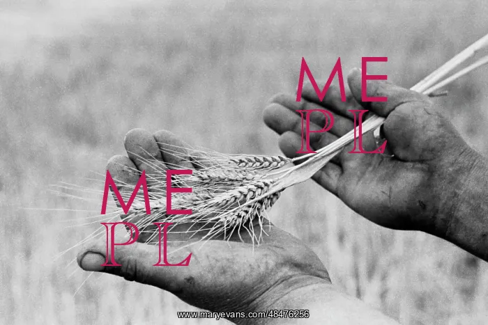 : Farmer's hands : Farmer's hands