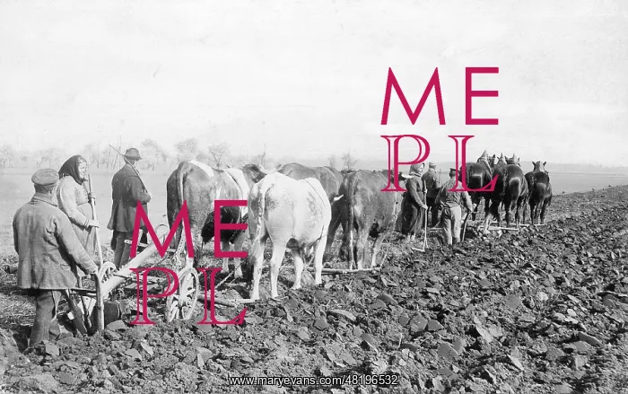 : Farmers plowing, 1910 : Farmers plowing, 1910
