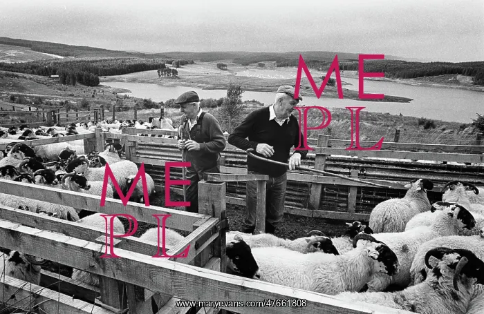 : Farmers and sheep, Keilder : Farmers and sheep, Keilder