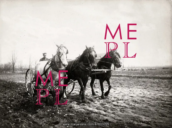 : Farming in Canada - a team of horses pulling a harrow, c1920 : Farming in Canada - a team of horses pulling a harrow, c1920