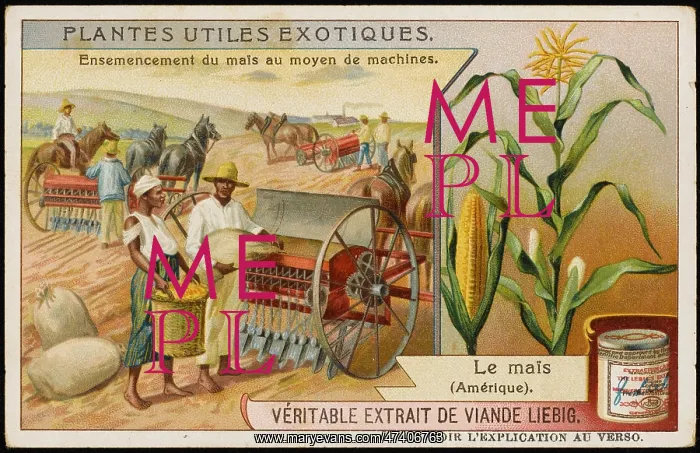 : FARMING MAIZE USA : FARMING MAIZE USA