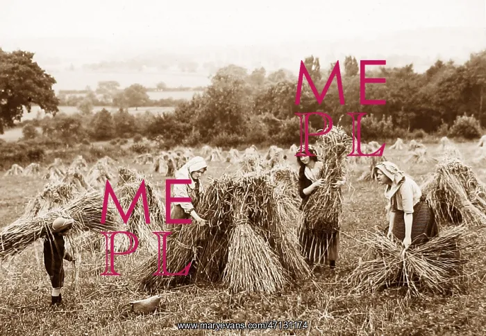  : Farming - making haystacks Victorian period