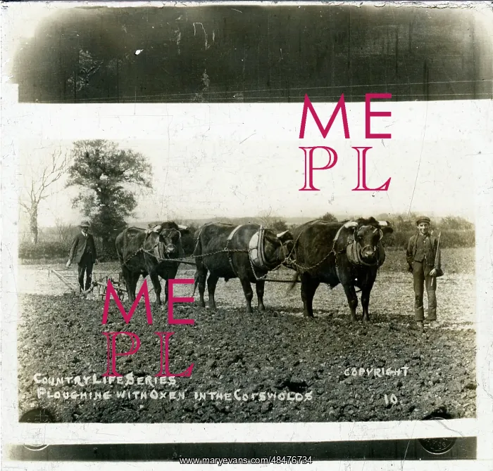 : Farming: Ploughing with Oxen, Gloucestershire : Farming: Ploughing with Oxen, Gloucestershire