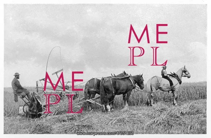  : FARMING  /  REAPING 1899