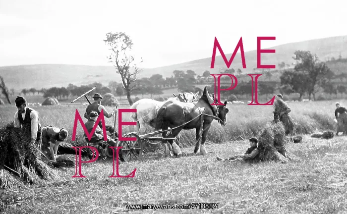  : Farming (reaping)