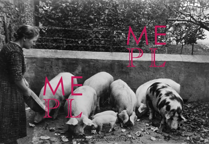 : Farming in Romania, 1940 : Farming in Romania, 1940