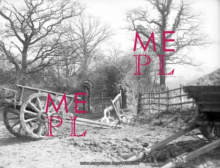 : FARMYARD SCENE : FARMYARD SCENE