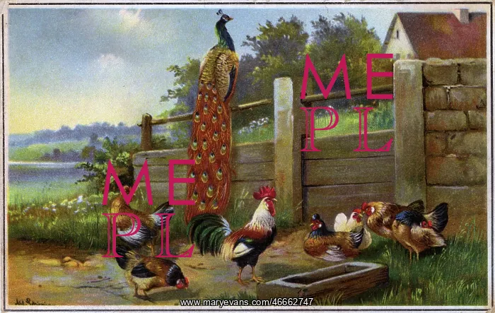  : Farmyard scene with Cockerels and Peacock