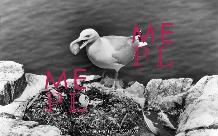  : Farne Island, Herring Gull Stealing Gannet's Eggs c1960