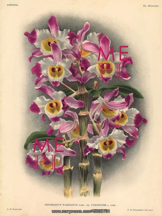 : Fascinator variety of Dendrobium wardianum, Warn, orchid : Fascinator variety of Dendrobium wardianum, Warn, orchid