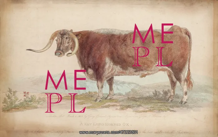: A FAT LONG-HORNED OX : A FAT LONG-HORNED OX