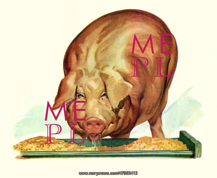  : Fat Pig Eating