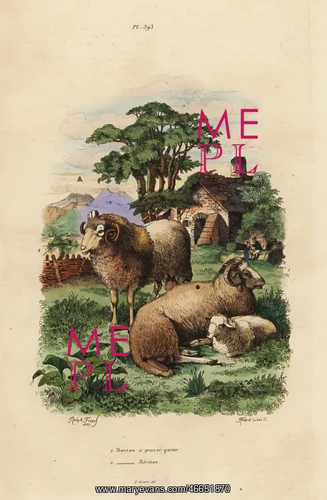 : Fat-tailed and Merino sheep breeds : Fat-tailed and Merino sheep breeds
