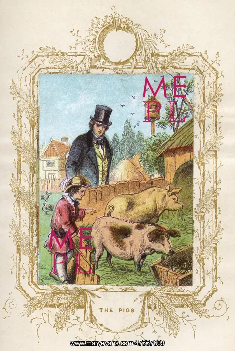 : Father and son with pigs : Father and son with pigs