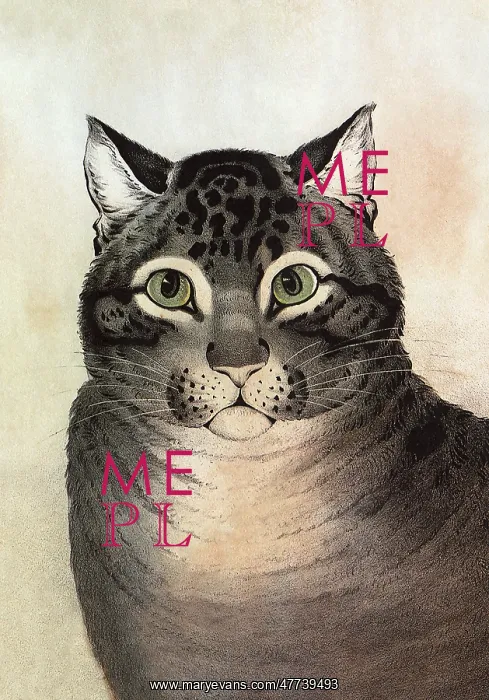  : The Favorite Cat