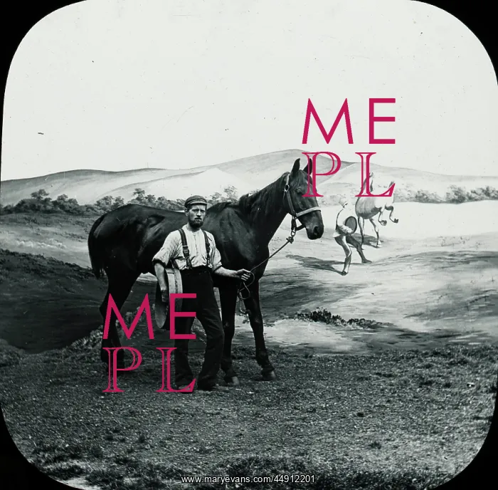 : Favourite Sayings - The horse with a halter : Favourite Sayings - The horse with a halter