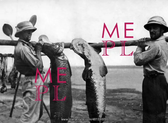 : Fawcett, explorer : Fawcett, explorer