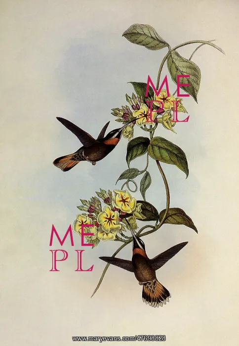 : Fawn-Tailed Barbed-Throat, Threnetes Cervinicauda : Fawn-Tailed Barbed-Throat, Threnetes Cervinicauda