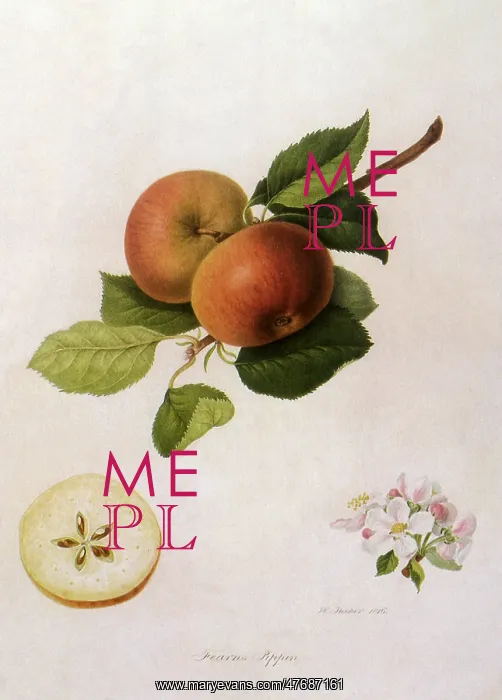 : Fearn's Pippin Apple : Fearn's Pippin Apple