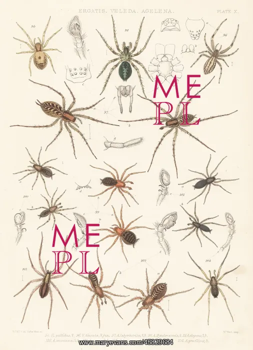 : Feather-legged, dwarf-sheet and combtail spiders : Feather-legged, dwarf-sheet and combtail spiders