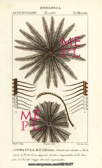 : Feather star crinoid, Oligometrides adeonae : Feather star crinoid, Oligometrides adeonae