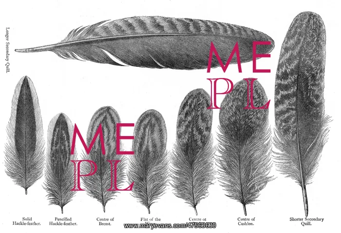 : Feathers from partridge cochin hens: longer secondary quill; solid hackle-feather; : Feathers from partridge cochin hens: longer secondary quill; solid hackle-feather;