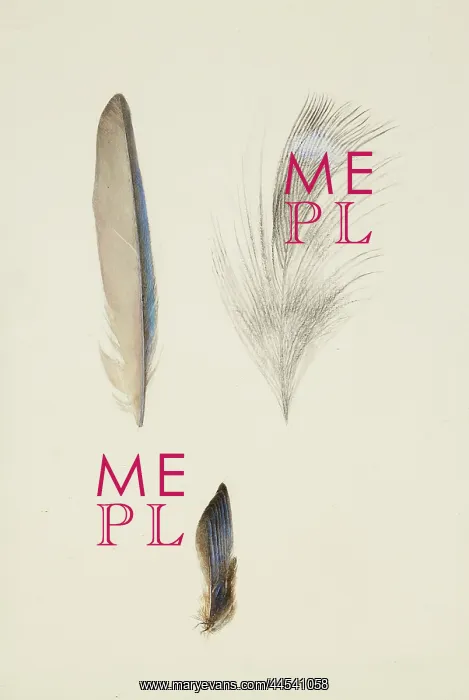 : The Feathers of a Kingfisher's Wing and Head : The Feathers of a Kingfisher's Wing and Head