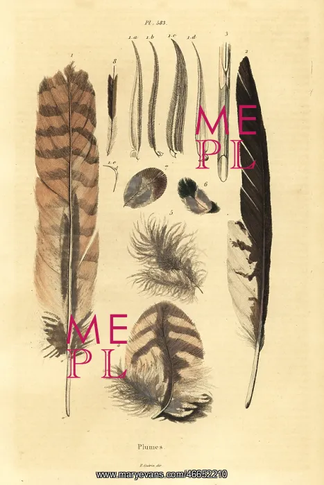 : Feathers, plumes, bird anatomy : Feathers, plumes, bird anatomy