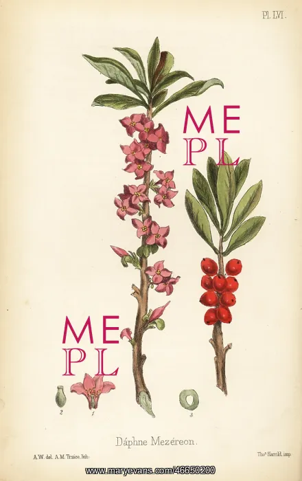 : February daphne, Daphne mezereum : February daphne, Daphne mezereum