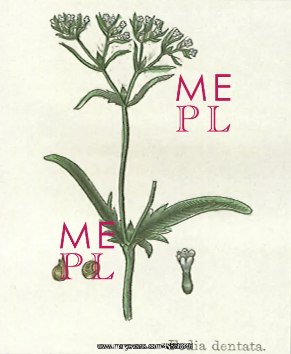  : Fedia Dentata