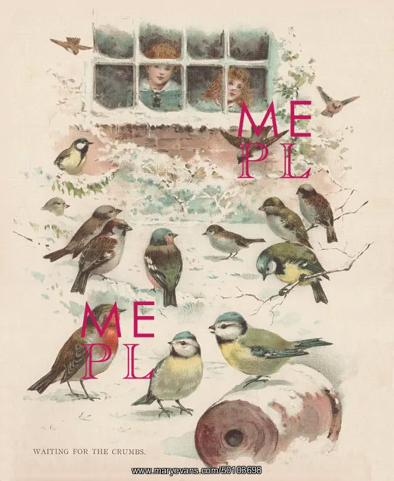: Feeding Birds : Feeding Birds