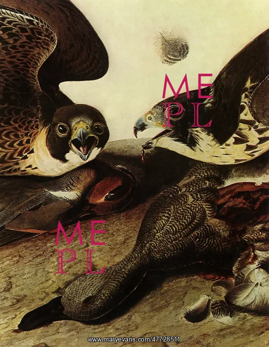  : Feeding Birds of Prey