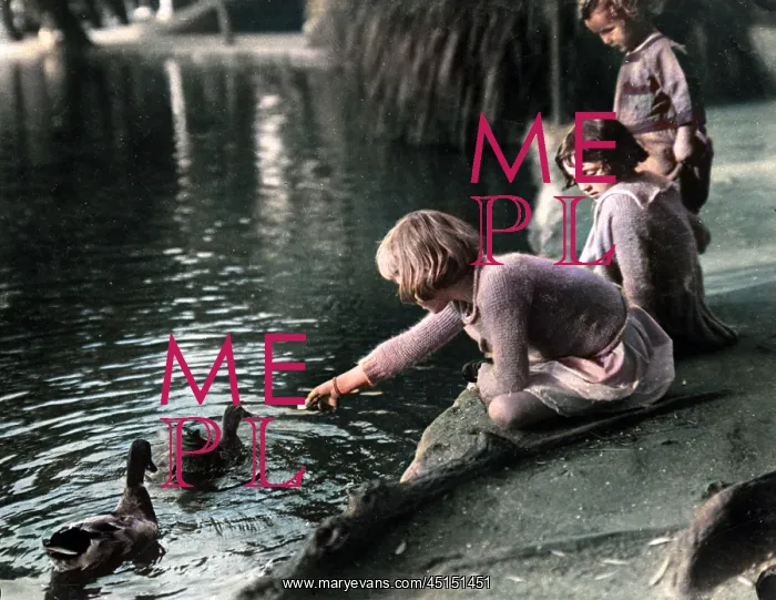 : Feeding the Ducks : Feeding the Ducks