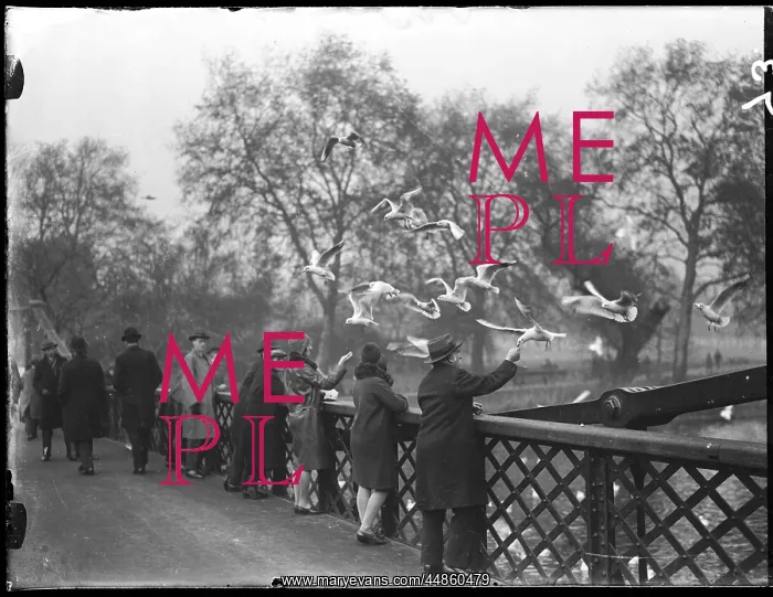 : FEEDING GULLS 1930S : FEEDING GULLS 1930S