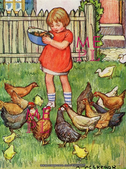 : Feeding the hens : Feeding the hens