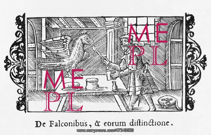 : FEEDING A HUNTING FALCON : FEEDING A HUNTING FALCON