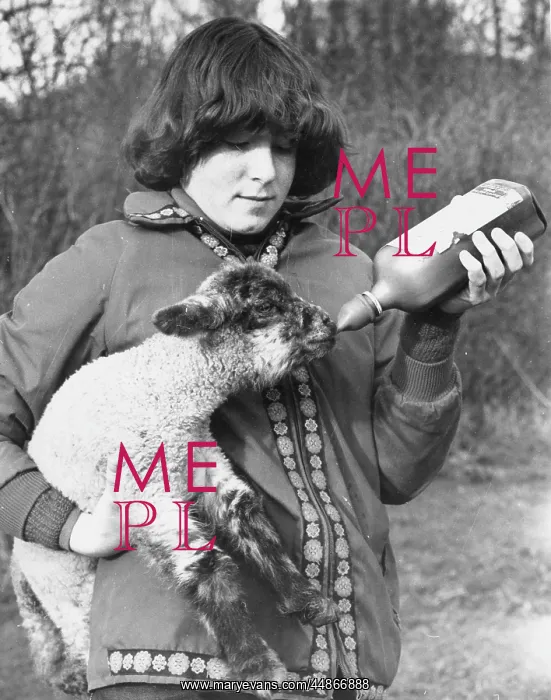 : FEEDING A LAMB : FEEDING A LAMB