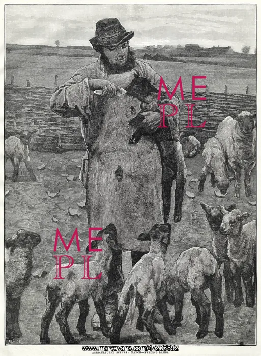 : FEEDING LAMBS BY BOTTLE : FEEDING LAMBS BY BOTTLE