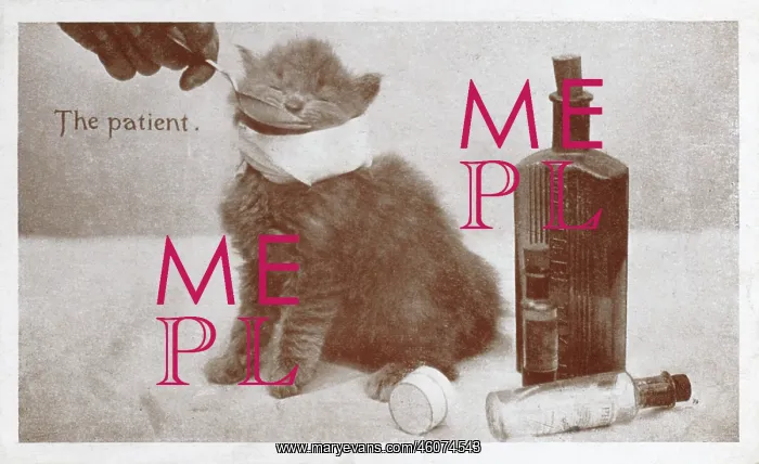 : Feeding medicine to a poorly kitten : Feeding medicine to a poorly kitten