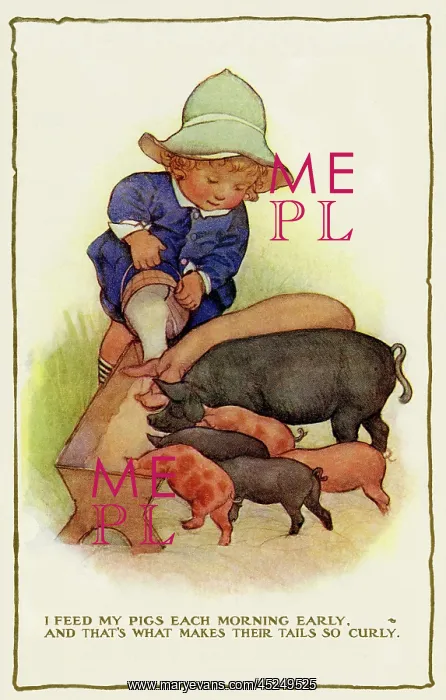 : Feeding pigs : Feeding pigs