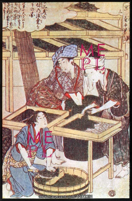 : Feeding Silkworm Cocoons, Silk Making in Japan : Feeding Silkworm Cocoons, Silk Making in Japan