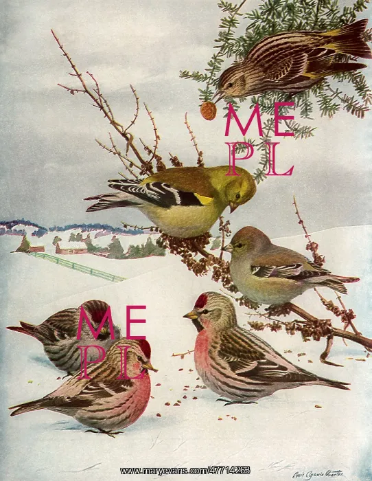  : Feeding in the Snow