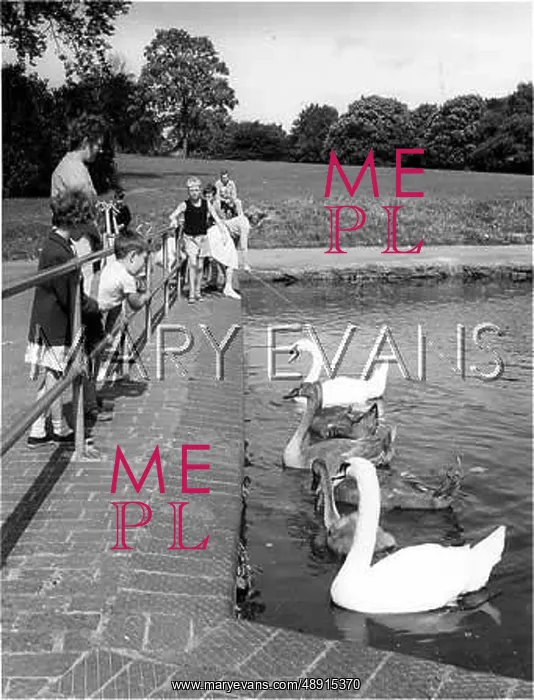 : FEEDING THE SWANS : FEEDING THE SWANS
