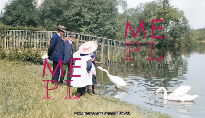 : Feeding swans at Ellesmere, Shropshire : Feeding swans at Ellesmere, Shropshire
