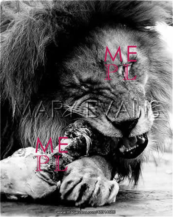 : FEEDING TIME / LION : FEEDING TIME / LION