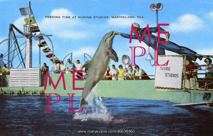  : Feeding time - Marine Studios, Marineland, Florida, USA